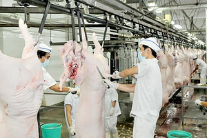 Six modern slaughterhouses to run in HCMC