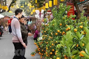 Tet is around the corner (Photo: VNA)