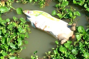 Pig dies en mass in Can Tho City possibly because of foot- mouth disease