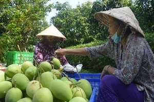 Vietnam officially begins mango exports to US