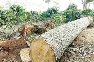 Forests in the Central Highlands has been chopped down for coffee plantation (Photo: SGGP)