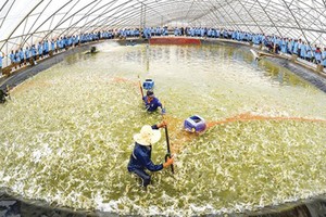 The Vietnam – Australia Corporation is raising shrimps using high technologies in the southern province of Bac Lieu. Photo by Ham Luong