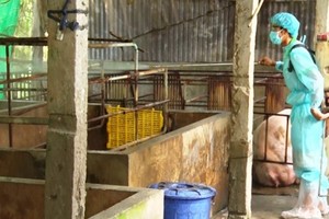 A vet sprays chemical to disinfect farms in Kien Giang Province (Photo: SGGP)