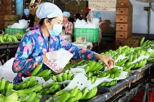 An export banana farm in Tay Ninh province (Photo: VNA)