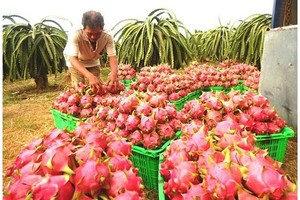 New Zealand helps to increase dragon fruit value