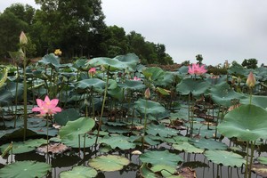 A lotus pond in Dong Thap Province (Photo: U.P)
