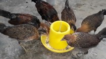 Can Tho culls infected chicken for fear of bird flu outbreaks