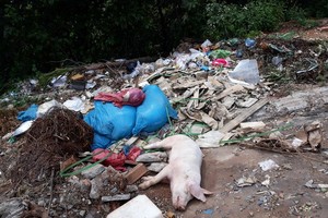 People throw away dead pig carcasses in street (Photo: SGGP)