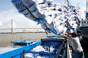 Rice export declines in September (Photo: SGGP)