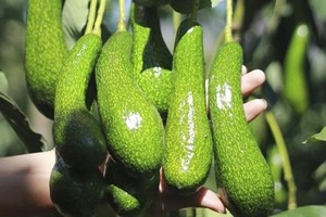Vietnam is in the process of getting an export licence for avocados to the US. (Source:tapchicongthuong.vn)