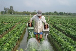 Farmers in Mekong delta earn more thanks to agricultural restructuring