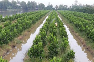 Farmers in the Mekong delta grow jackfruit on infertile paddies  (Photo:  SGGP)