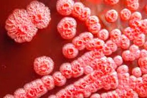 Disease controller confirms two deaths caused by Whitmore’s Disease in Hanoi