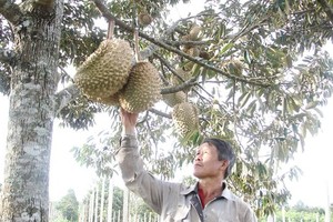 Fruit farmers in central highland worry because of unstable consumption level