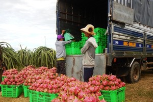 Price of dragon fruit falls dramatically