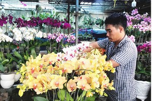 An orchid shop owner on Pham Van Dong Street is taking care of his flowers. (Photo: SGGP)
