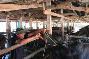 Cattle in central Vietnam suffer foot-mouth disease