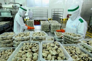 The Lenger Vietnam Seafood Company has processed clams for the domestic market and export, including to the EU. The EVFTA opens a great opportunity for Vietnam to ship more goods to the EU market. — VNA/VNS Photo