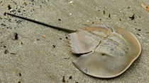 One child dies, 6 poisoned after eating poisonous horseshoe crabs