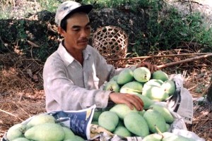 Mango farmers face difficulties in seeking market (Photo: SGGP)