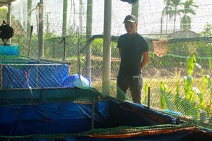 Nguyen Duc Manh stands by his Koi farm (Photo: SGGP)