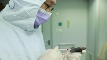 Initial success of vaccine against SARS-COV-2 disease after testing on mice
