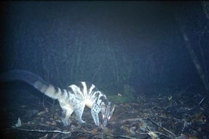 The image of a civet (Chrotogale owstoni) captured by camera traps (Photo: VNA)