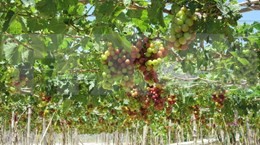 Young farmer makes fortune with grapes