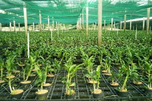 A greenhouse at the Hi-tech Agricultural Park in HCM City’s Cu Chi District. — VNS File Photo
