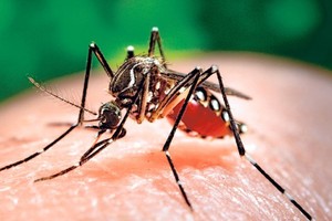 Chikungunya is a viral infection caused by the CHIK virus which is transmitted through the bite of infected daytime biting mosquito