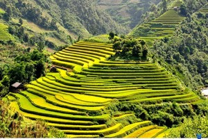 Mu Cang Chai terraced fields