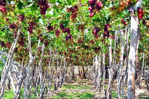 The grapefruit garden of Nguyen Van Moi in Ninh Thuan Province’s Ninh Phuoc District is open to visitors. — Photo nhobamoi.com.vn