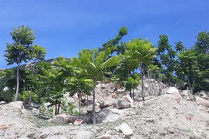 Thanh that (Ailanthus triphysa) trees, which are resistant to drought and can grow well in poor soil, are planted in mountainous areas in Ninh Thuan Province’s Thuan Nam District. — VNA/VNS Photo