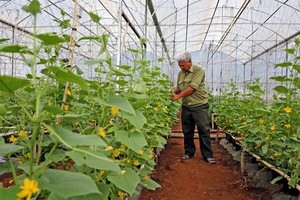 Illustrative photo ( Photo: VNA)