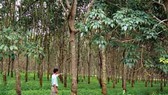 Binh Duong reclaims 346ha rubber plantation for industrial parks