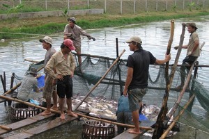 Tra fish farmers in Mekong Delta  suffer losses