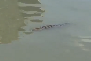 District authority warns people to be aware of crocodiles in Saigon river
