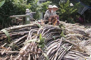 Sugarcane prices higher for making juice than making sugar