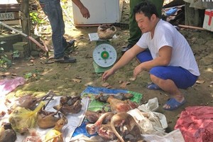 Police officers of Lam Dong province catch Nguyen Van Thanh in the act of restoring rare animals (Photo: SGGP)