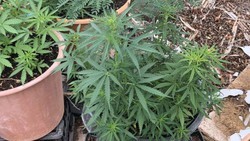 Man in Mekong Delta receives fine of US$151 for growing marijuana at home