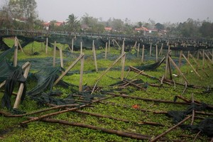 A veggie farm is destroyed after storms (Photo: SGGP)