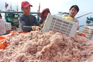Tiny shrimps are collected at Cua Sot fishing port. (Photo:SGGP)