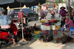 Chickens are illegally sold in a street in HCMC (Photo: SGGP)
