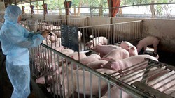 Gov’t to support pig farmers in regions affected by African swine fever