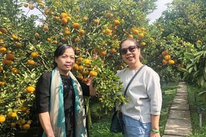 Visitors take a photo in a tangerine orchard (Photo: SGGP)