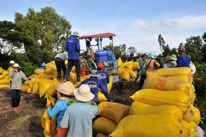 Farmers in Mekong Delta enjoy bumper harvest of rice, good price (Photo: SGGP)