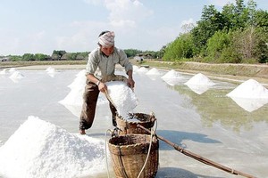 Linkage with enterprises, technological app needed to raise salt farmers' profit