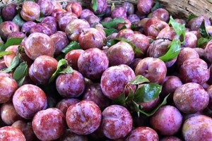 Special fruits of Son La Province to be sold in e-commerce platforms