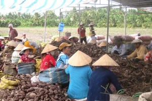 Falling prices of sweet potatoes in Mekong Delta leave farmers crying