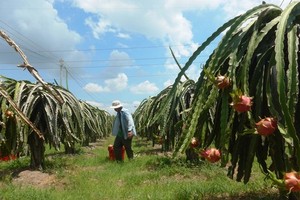 Binh Thuan develops plan to consume 440,000 tons of dragon fruit